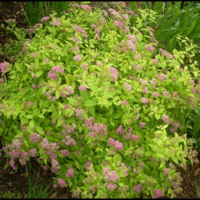 Spiraea japonica 'Gold Mound' (Japānas spireja), konteiners P13