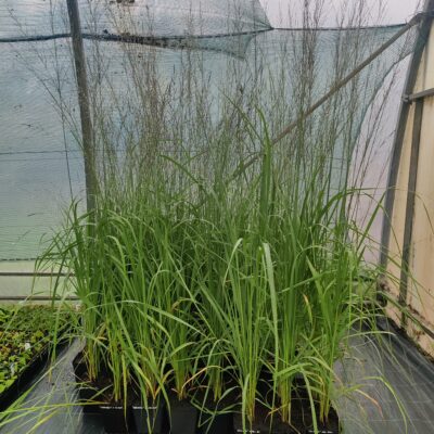 Molinia arundinacea 'Windsäule' (Niedru molīnija), konteiners P13