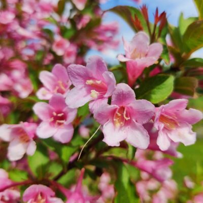 Weigela florida (Krāšņā veigela), konteiners C4
