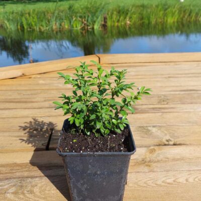 Buxus sempervirens (Mūžzaļais buksis), konteiners P11