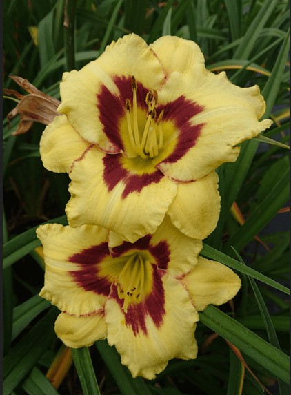Hemerocallis 'El Desperado' (Dienziede), konteiners P13