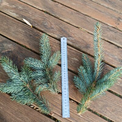 Asās egles (sudrabegles) zari, Mix 1kg