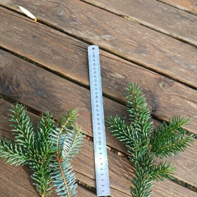 Serbijas egles zari, Mix 1kg