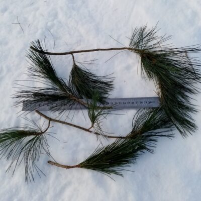 Maķedonijas priežu zari, Mix 1kg