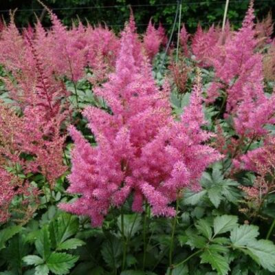 Astilbe Japonica Hybrida 'Rheinland' (Japānas astilbe), konteiners P11