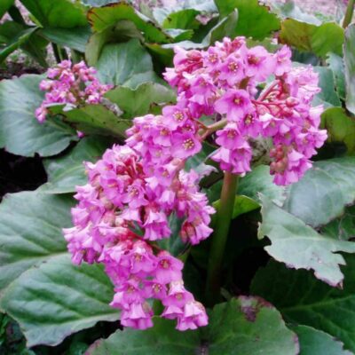 Bergenia cordifolia 'Rotblum' (Sirdslapu bergēnija), konteiners P13