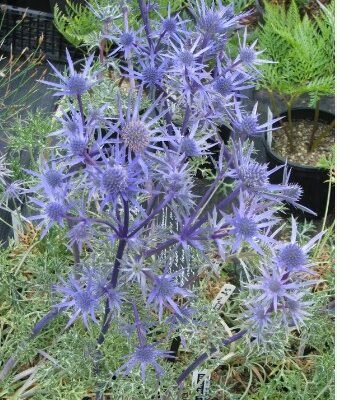 Eryngium bourgatii (Burga zilpodze), konteiners P13
