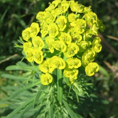 Euphorbia cyparissias (Ciprešu eiforbija), konteiners P11