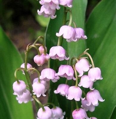 Convallaria majalis 'Rosea'(Parastā kreimene), konteiners P11