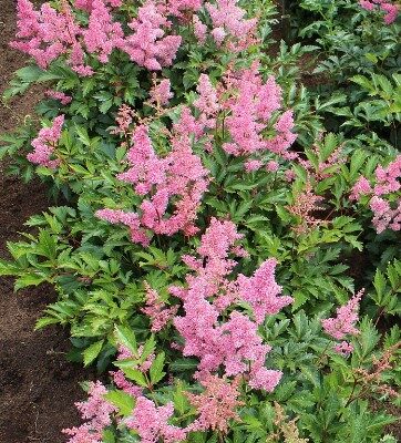 Astilbe Japonica Hybrida 'Bonn' (Japānas astilbe), konteiners P11