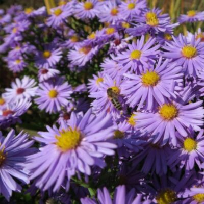 Aster dumosus 'Professor Anton Kippenberg' (Spilvenveida ziemastere), konteiners P13