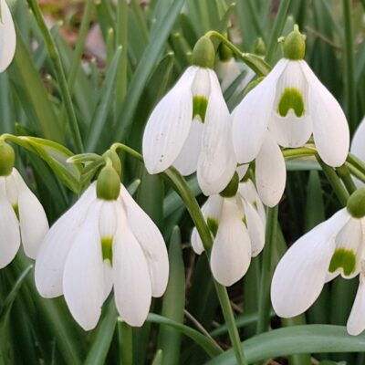 Galanthus (Sniegpulkstenītes), konteiners P9