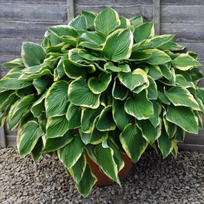 Hosta 'Aureomarginata' (Hosta), konteiners P13