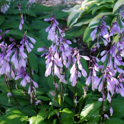 Hosta 'Marachino Cherry' (Hosta), konteiners P13