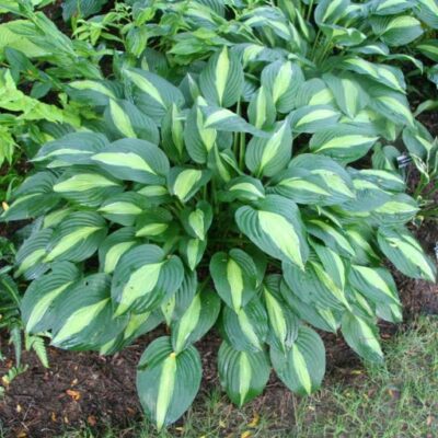 Hosta 'Striptease' (Hosta), konteiners P13