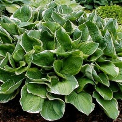 Hosta 'Christmas Tree' (Hosta), konteiners P15
