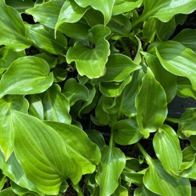 Hosta x undulata (Viļņainā hosta), konteiners P13