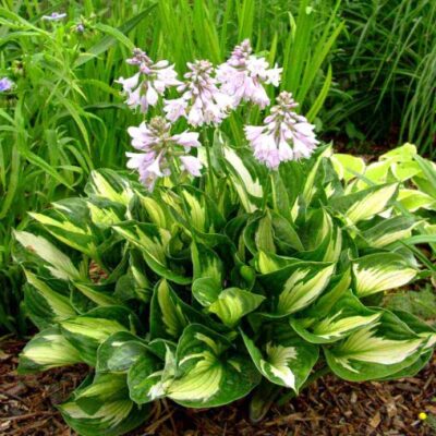 Hosta 'Whirlwind' (Hosta), konteiners P13