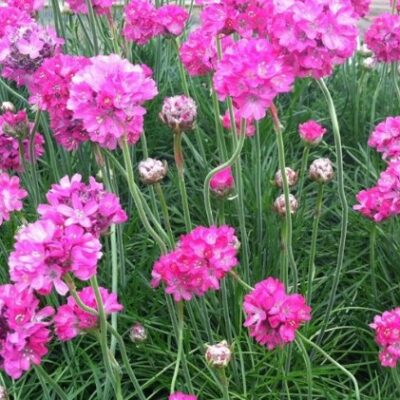 Armeria maritima (Jūrmalas armērija), konteiners P9