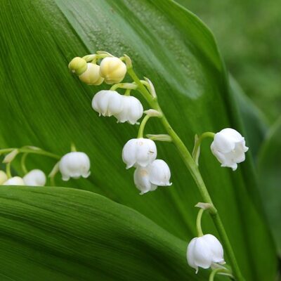 Convallaria majalis (Parastā kreimene), konteiners P11