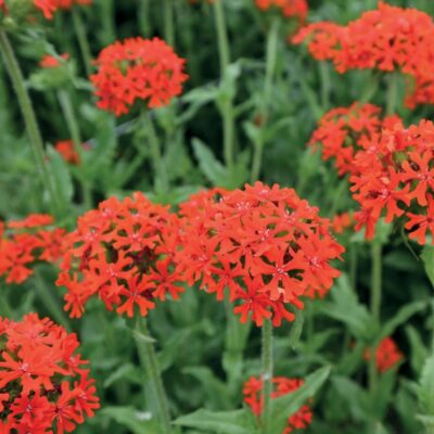 Lychnis chalcedonica (Sarkanā guntiņa), konteiners P11