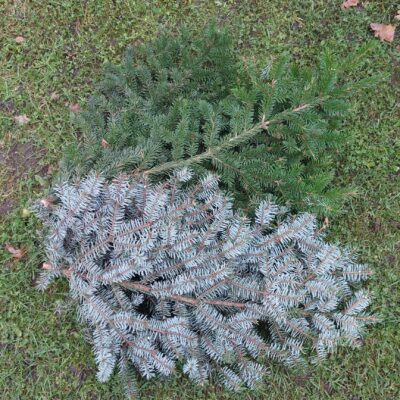 Serbijas egles zari, 80-100 cm