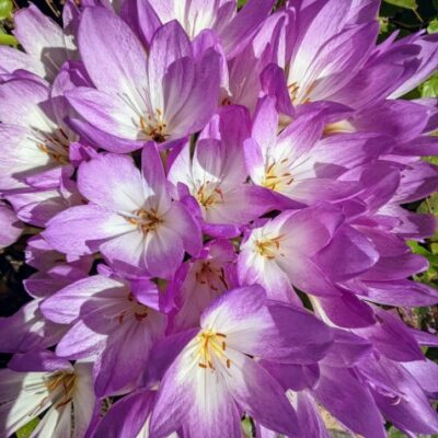 Colchicum autumnale (Rudens vēlziede), konteiners P11