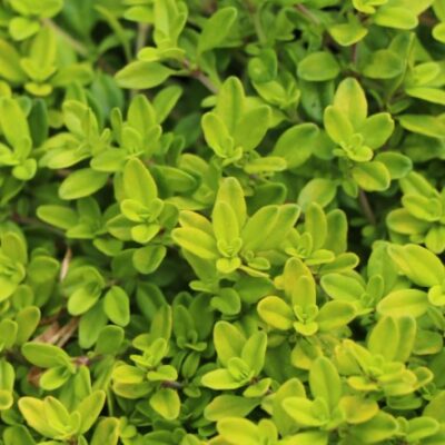 Thymus x citriodorus 'Golden Dwarf' (Mārsils), konteiners C4