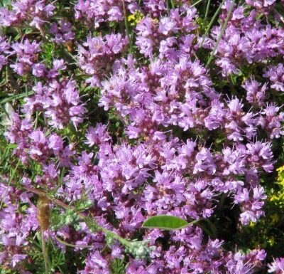 Thymus serpyllum L. (Mazais mārsils), konteiners P9