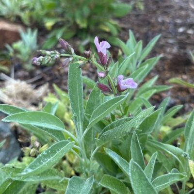 Salvia officinalis (Ārstnieciskā salvija), konteiners P11