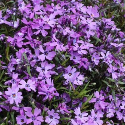Phlox subulata 'Purple Beauty' (Aslapu floksis), konteiners P9
