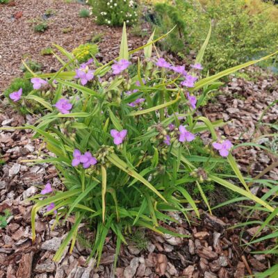 Tradescantia virginiana (Virdžīnijas tradeskancija), konteiners P11