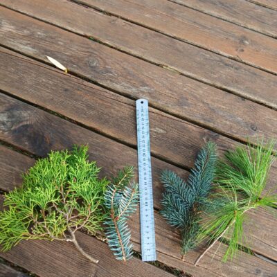 Skujkoku zari, Mix 1kg