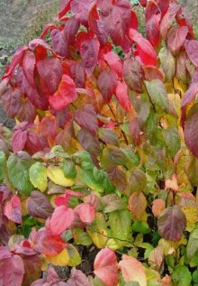 Spiraea japonica 'Macrophylla' (Japānas spireja), konteiners C5