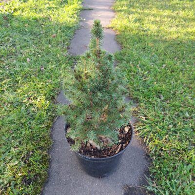 Picea glauca 'Conica' (Kanādas egle), konteiners C5