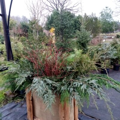 Mix zaru paka, 60-80cm.