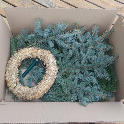 Starta komplekts Adventes vainagam - Sudrabegle (Asā egle)