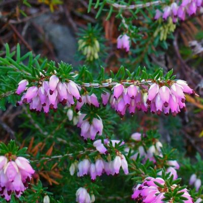 Erica carnea (Sārtā ērika), konteiners P11