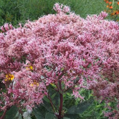 Eupatorium maculatum 'Atropurpureum' (Krastkaņepe), konteiners P15