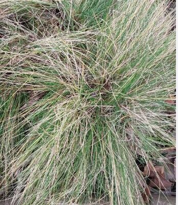 Festuca duriscula 'Glauca' (Pacietā auzene), konteiners P13