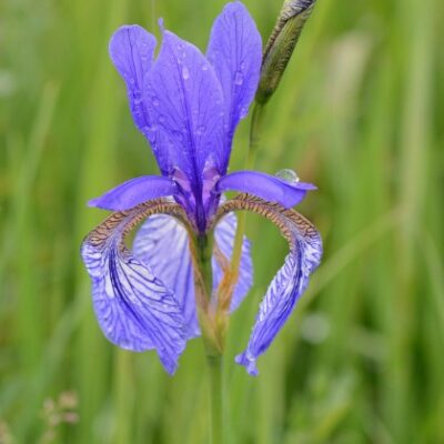 Iris sibirica (Sibīrijas īriss (zils)), konteiners P11