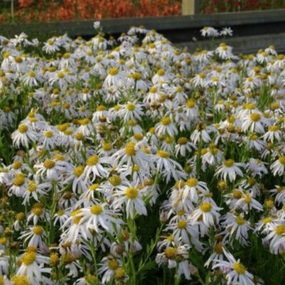 Kalilmeris mongolica 'Mon Jardin' (Mongolijas kalimēra), konteiners P11