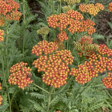 Achillea millefolium 'Walther Funcke', Dekoratīvais pelašķis, konteinera tips P9