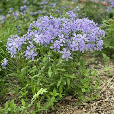 Phlox divaricata (Izplestais floksis), konteiners P11