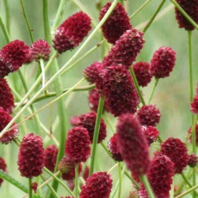 Sanguisorba 'Red Thunder' (Brūnvālīte), konteiners P11