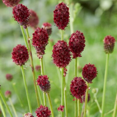 Sanguisorba officinalis (Dziedniecības brūnvālīte), konteiners P13
