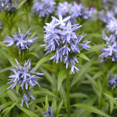 Amsonia tabernaemontana (Vītollapu amsonija), konteiners P11