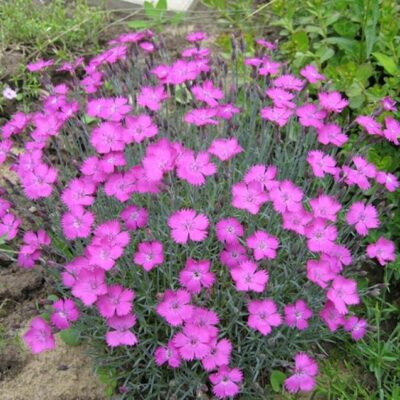 Dianthus alpinus 'Rubin' (Alpīna neļķe), konteiners P11