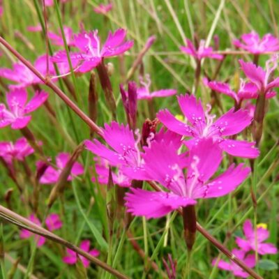 Dianthus deltoides 'Pink Carmine' (Dzirkstelīte), konteiners P11