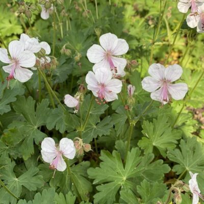 Geranium x cantabrigiense 'Biokovo' (Kembridžas gandrene), konteiners P11